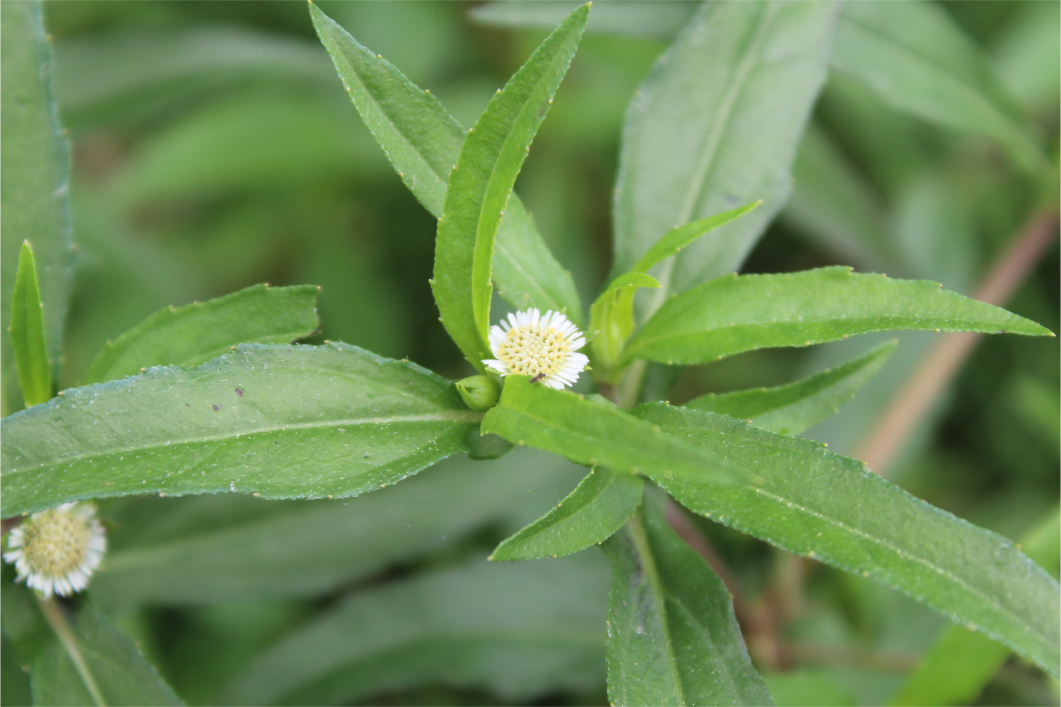 Bhringraj (Eclipta prostrata)