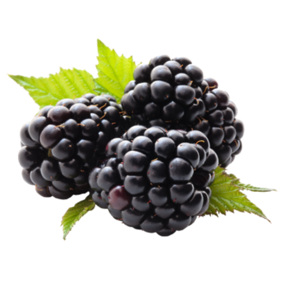 Blackberry Oil