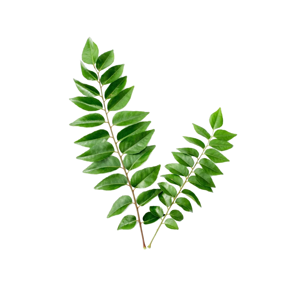 Curry Leaves