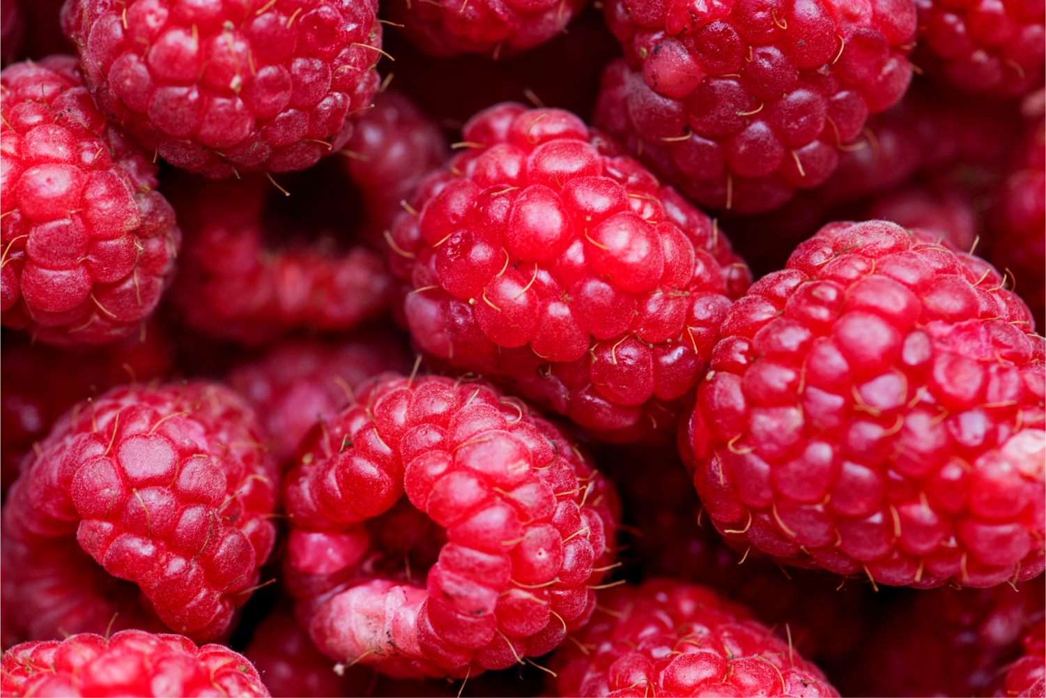 Raspberry seed oil (Rubus idaeus seed oil)